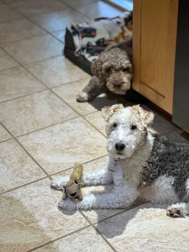One dog peaking around a corner sneaky, eyeing a toy that another dog has but is distracted. 