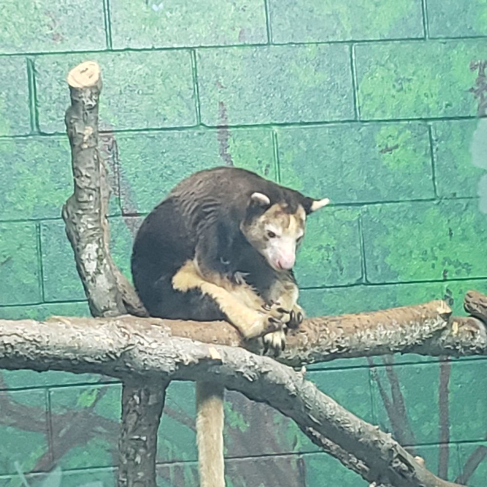 A tree kangaroo slumped on a tree branch, playing with his feet :3