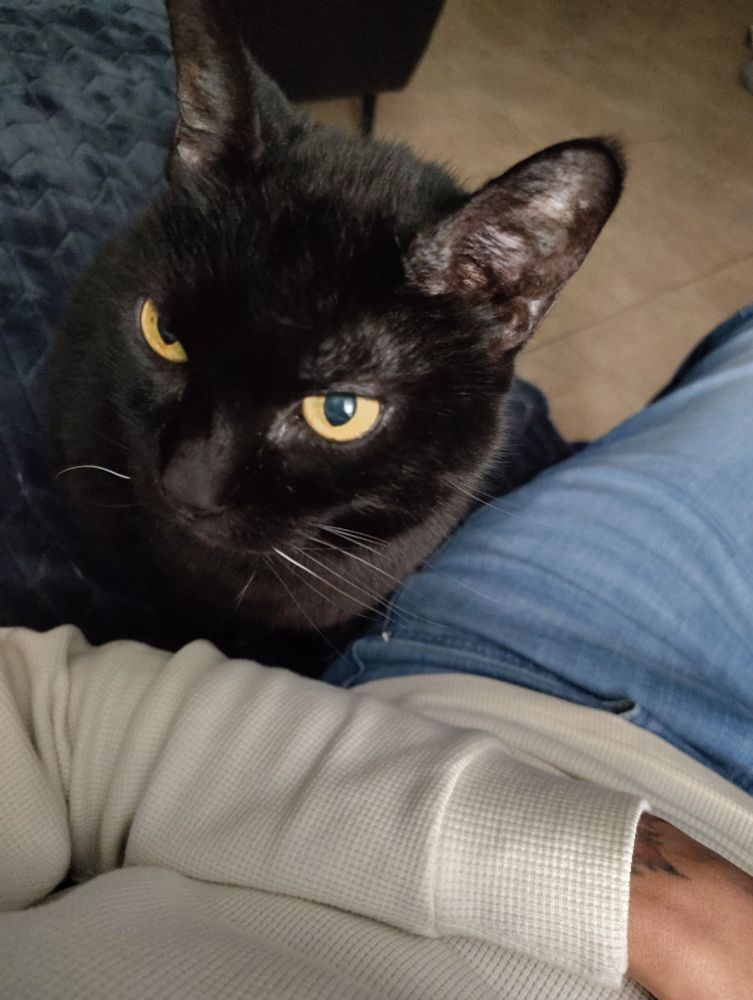 Picture of my black cat sitting by my lap as we make eye contact lol. U can see my shirt sleeve and jeans as well. 