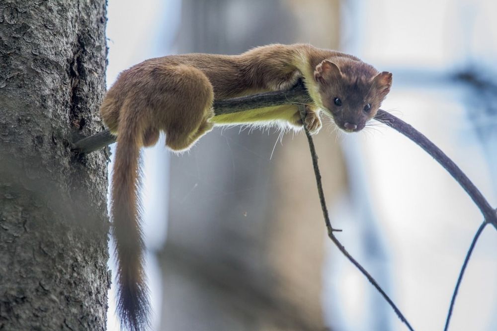 a long-tailed weasel stares at the viewer, perched atop a small tree branch 