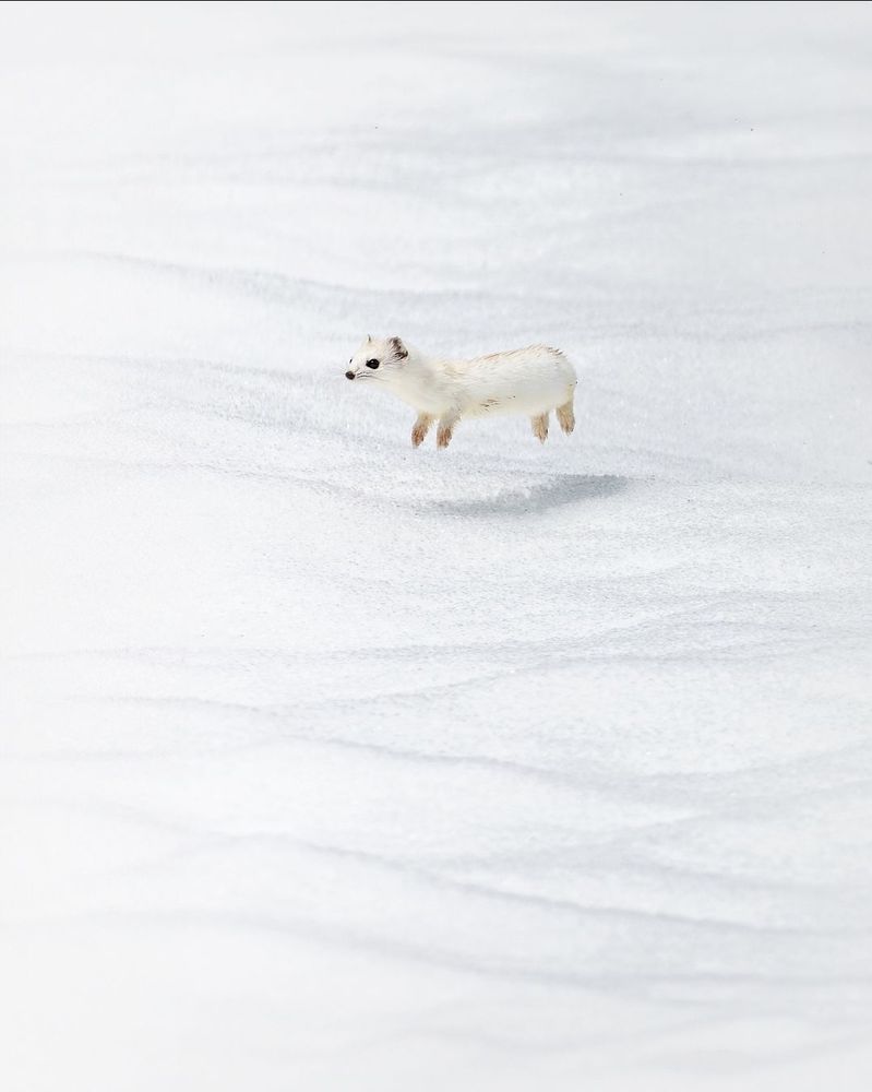 an ermine jumps above the snow, appearing to float above it