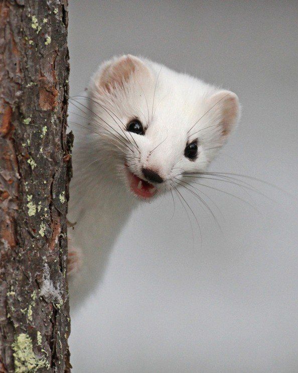a devious-looking white weasel peeks from behind a tree