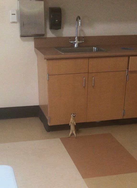 a bridled long-tailed weasel stands in what looks to be a doctor's or veterinarian's exam room. it is very Smol, about a third of the lower cabinet's height.