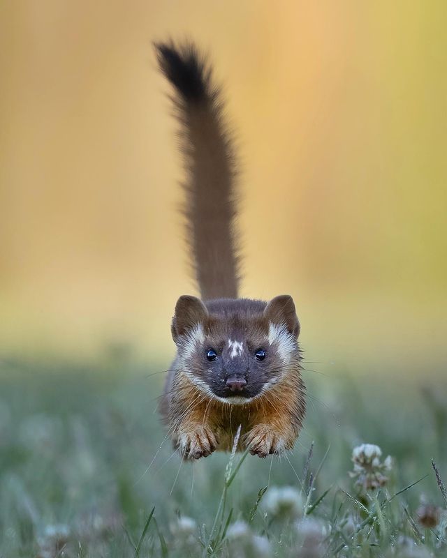 a bridled weasel running towards the viewer, its long tail sticking straight up in the air