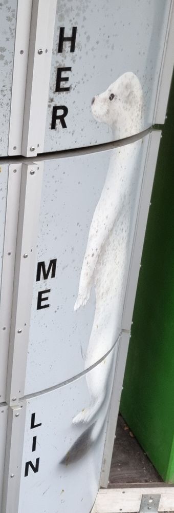 an educational object where you can switch parts of different mustelids. all the parts of a "hermelin" (stoat) line up.