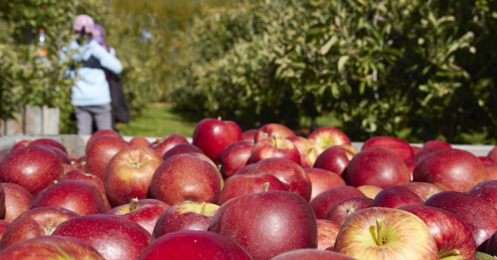 Obst vom Bodensee weist Pflanzenschutzmittelvorwürfe zurück