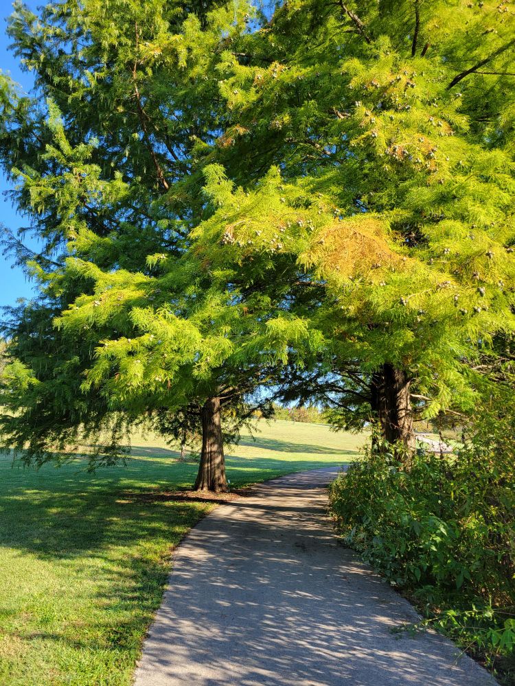 A curving shady path between two bald cypress trees, their green needles just starting to turn orange.