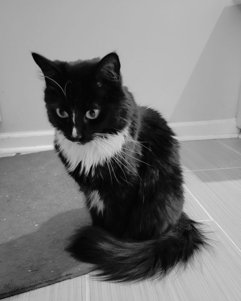 Zero sits on the edge of a bath mat with his tail curled around his paws, peering intently at something on the floor.