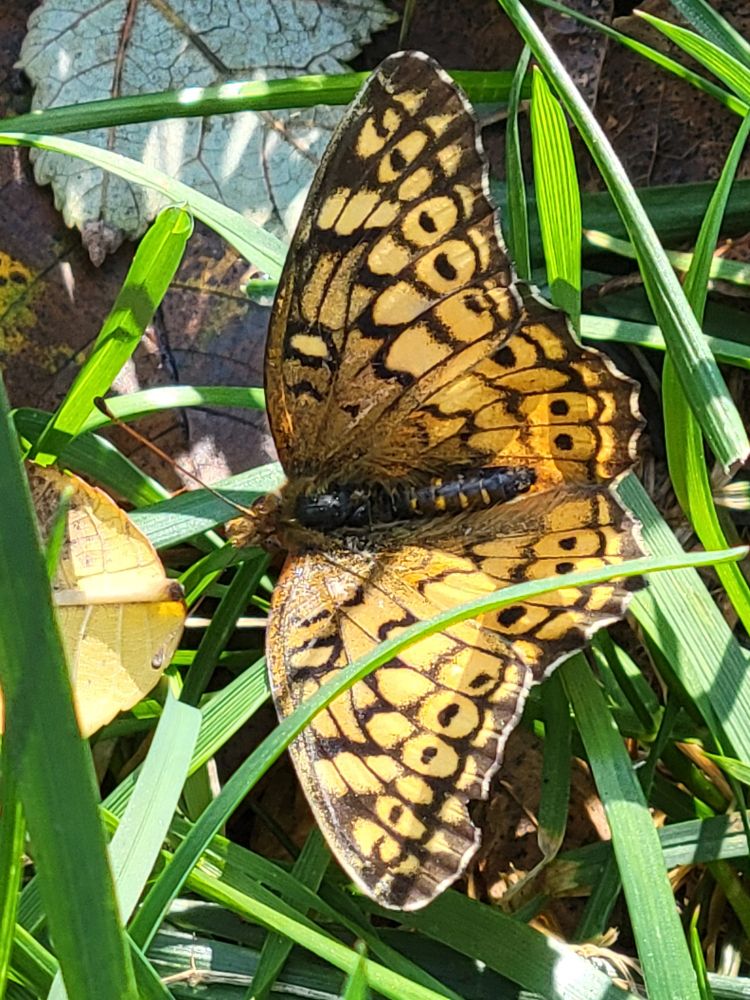 An orange fritillary butterfly with black patterns on its wings sits in the grass near fallen leaves.