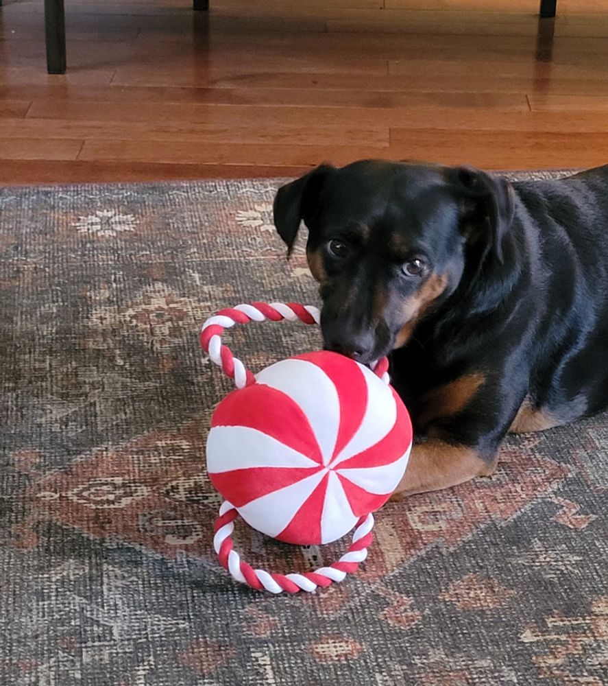 Maggie, a small black and tan dachshund mix, gnaws on her new red and white peppermint shaped tug toy
