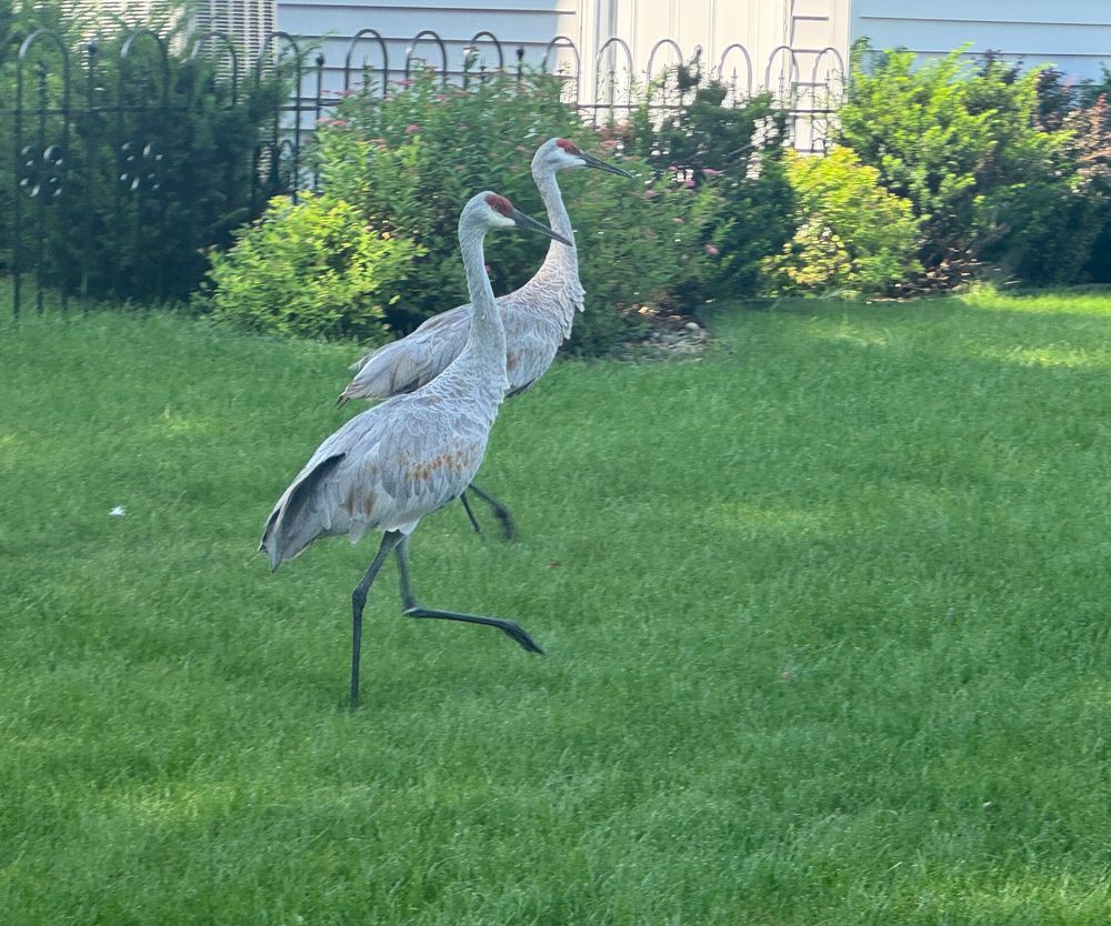 Two prancing sandhill cranes 