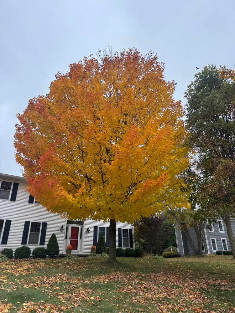 A bright orange and red maple on a lawn