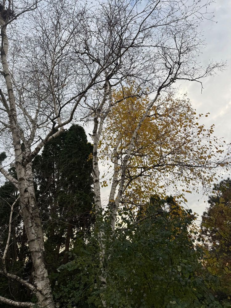 A birch stand with golden leaves and an increasingly dark gray sky 