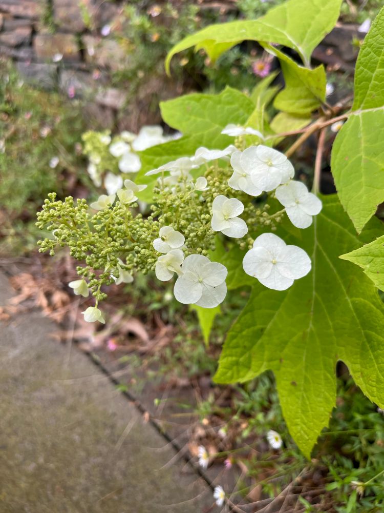 A spray of white hydrangea flowers ~20 cm long - a looser and longer inflorescence that normal hydrangeas, large oak shaped leaves against a stone wall and concrete path fringed with brachycomb seas side daisies  