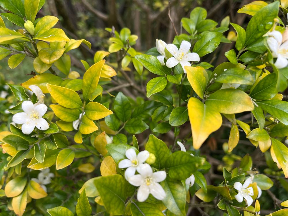 Small white flowers 2 am across in clusters with dense green and yellow tinged leaves (double size of box leaves)