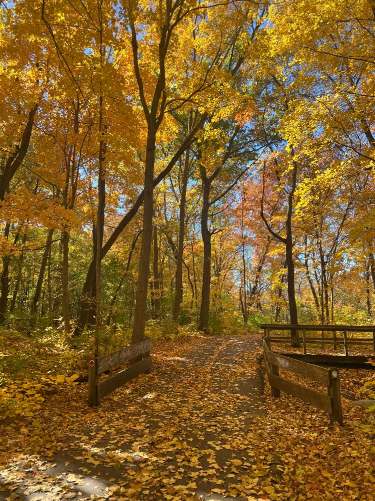 Leaf-strewn multiuse trail along the Fox River near Batavia, IL.