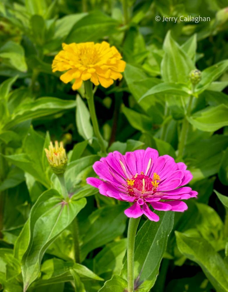 A magenta and yellow dahlia in a flower bed