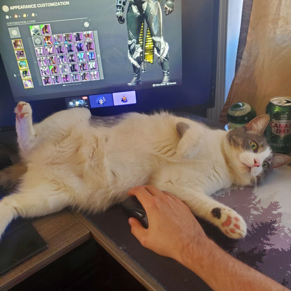 Little grey and white cat laying in an inconvenient spot