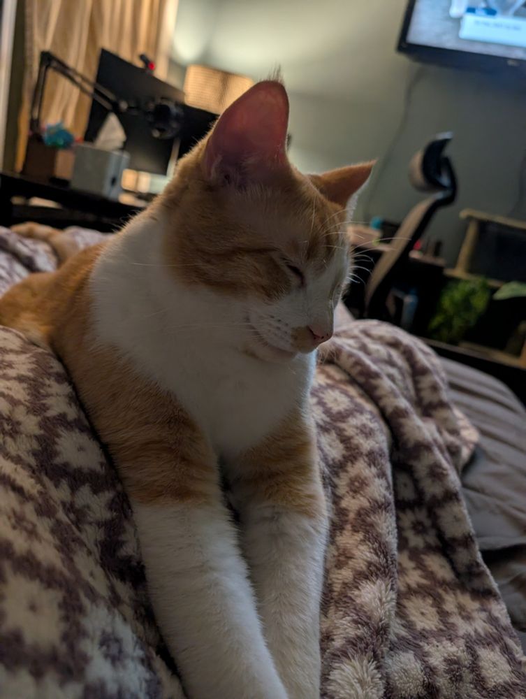 Sleepy Orange and White cat laying in between my legs
