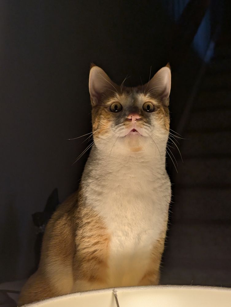 Orange and white cat standing over a lamp so that he is lit from the bottom.