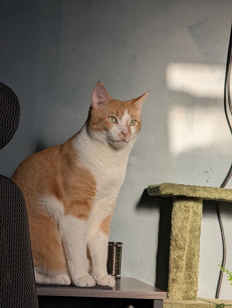 Orange and white cat looking off into the distance