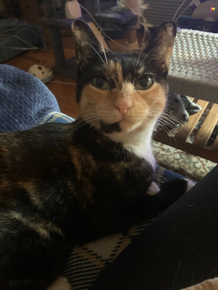 Tortoiseshell cat cat with big ears stares directly at the camera. Her name is Meow Meow and she’s the sweetest cutest baby in the world!