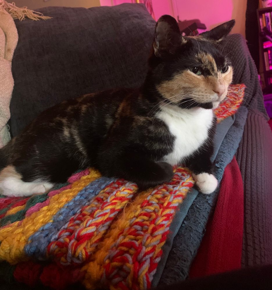 Small tortoiseshell cat laying down with on paw sticking out. She has a judgmental look on her face. 