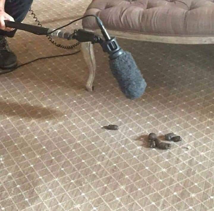 Microphone above a pile of poop. It’s implied that the poop is being interviewed.