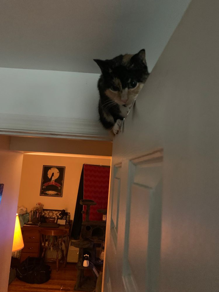A Tortiseshell cat being bad and perching on top of a door