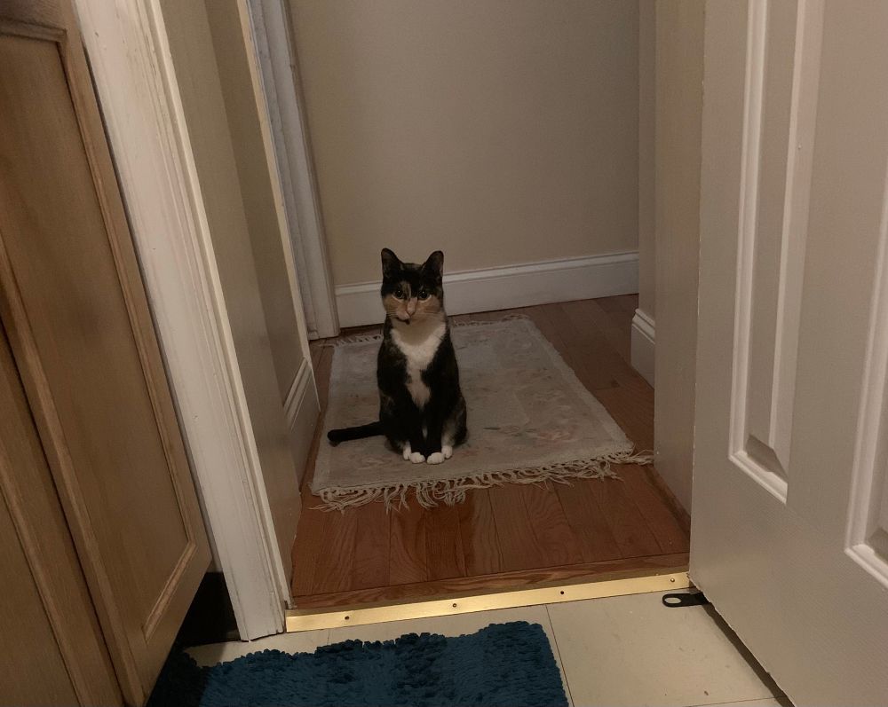 Tortoiseshell at with white chest stating directly into my bathroom. She is framers by the bathroom doorway.