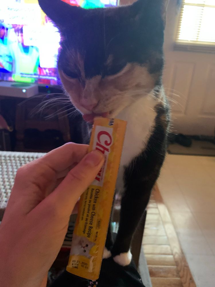 Tortoiseshell cat eating from a yellow tube of chicken and cheese Churu with her eyes squinted 