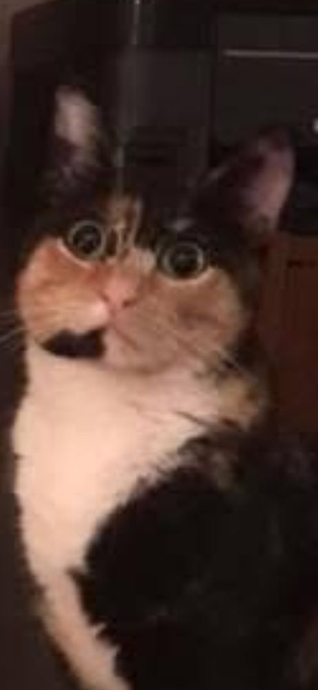 Tortiseshell cat with a white chest looking shocked 
