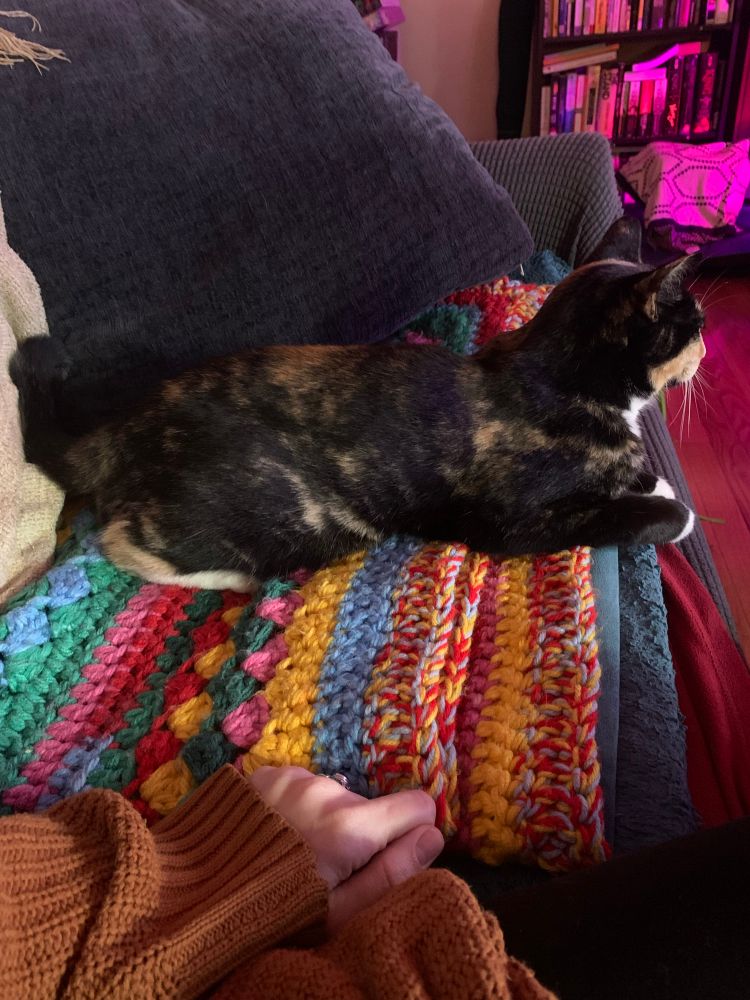 Tortoiseshell cat on a colorful crochet blanket looking away from the camera 