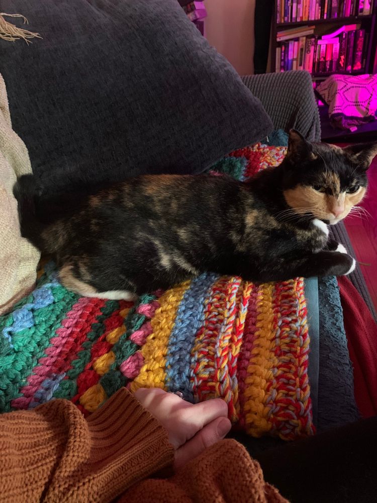 Tortoiseshell cat on a colorful crochet blanket looking at the camera with a look of disgust on her face 