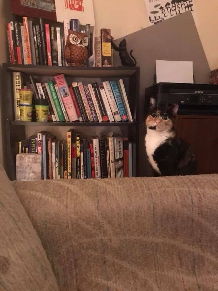 Tortiseshell cat, who looks shocked, with a white chest standing next to a bookcase