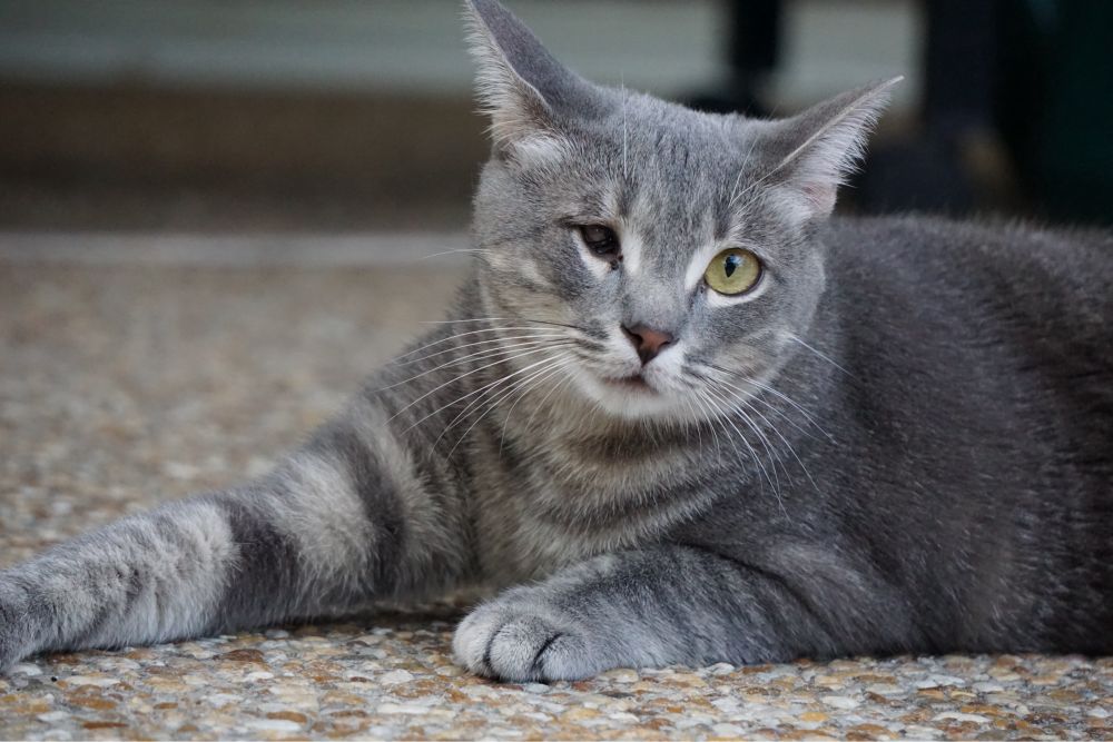 One-eyed grey cat closeup glamour shot.