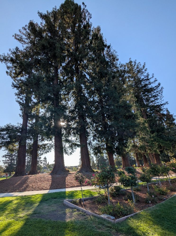 Photo of a line of redwoods with roses in front of them and a low sun shining from behind the trees