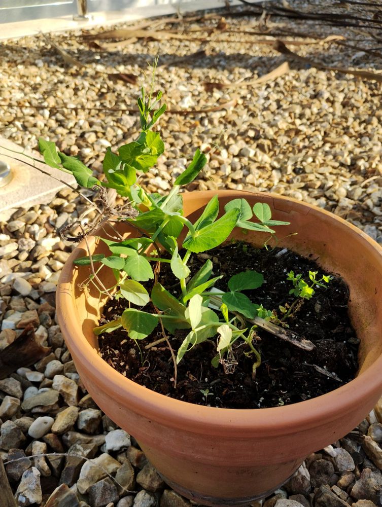 A small green pea plant in a terracotta pot
