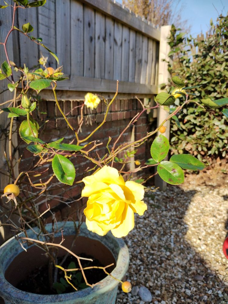 A yellow rose in full bloom