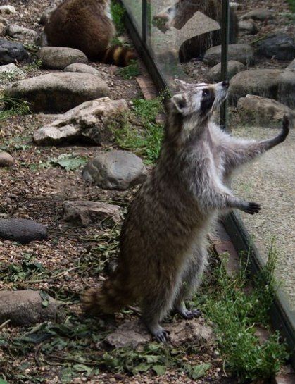 Raccoon reaching out to glass