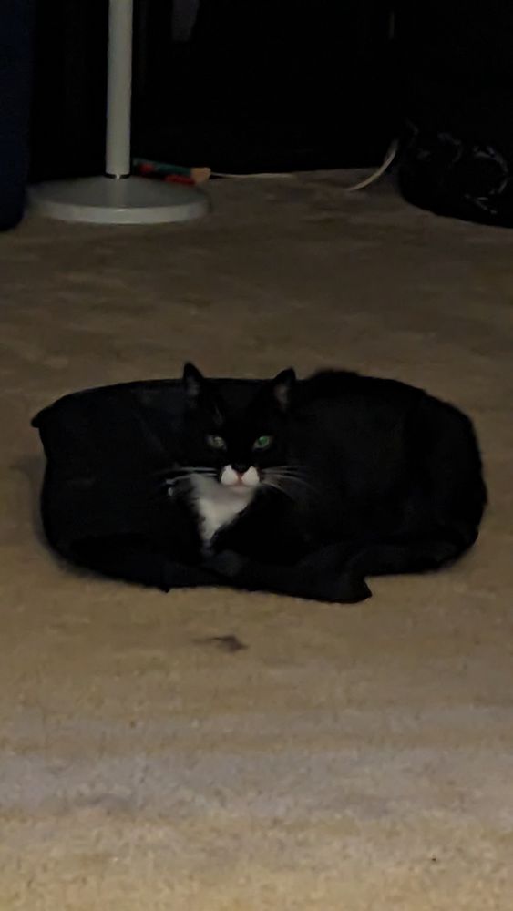 Tuxedo cat laying on top of a black bag making them look like a puddle of void on a carpet 