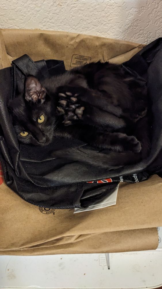 Coco the void kitten laying down in a pile of grocery bags 