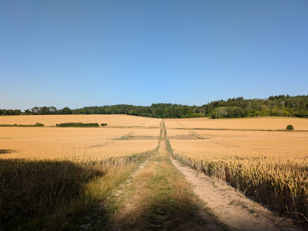 Farm track slicing through the middle of a field, looking towards some woodland