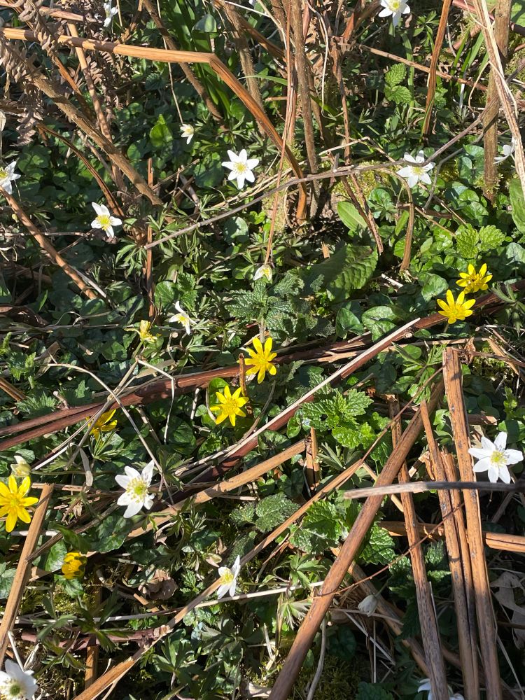 A scattering of celandine and wood anemonies 