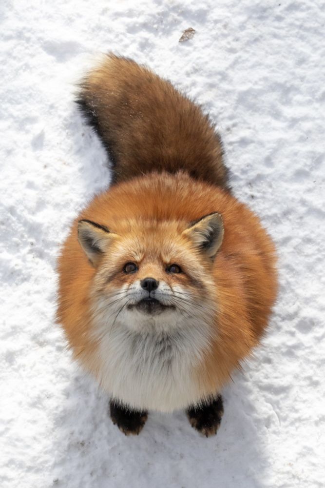 A picture of a cute red fox, sitting on snow looking up at the camera, from this perspective the fox looks very round with two front paws and a long tail.