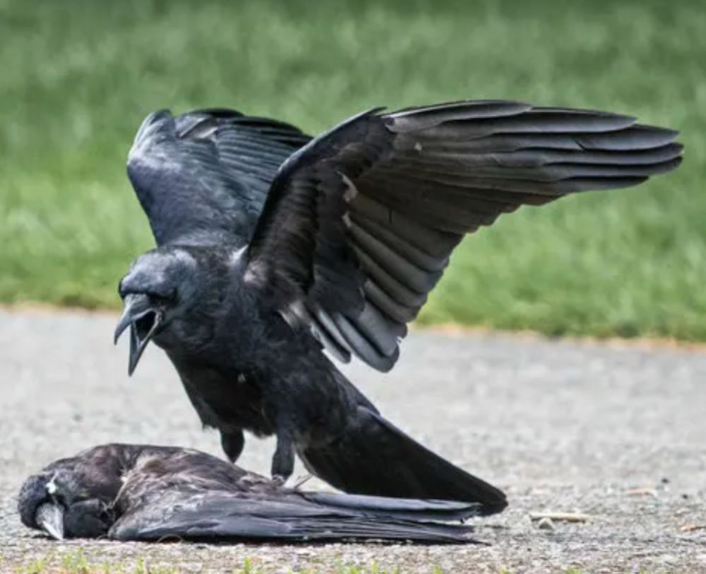 One crow “yelling” at a crow on the ground that looks like it’s sleeping. Or dead. 