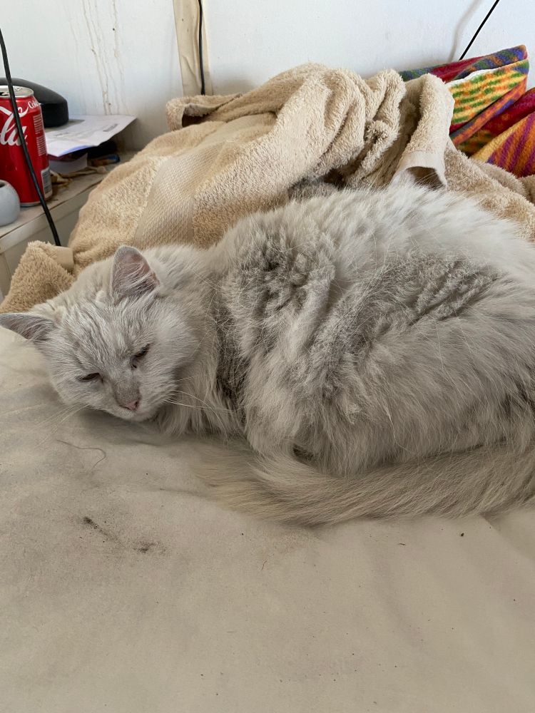 White fluffy cat whose fur is grey from coal dust.