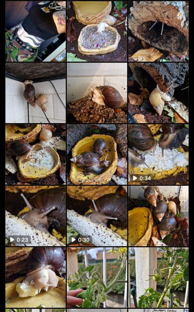 a screenshot of Pyes phone camera - its full of photos of their snails 