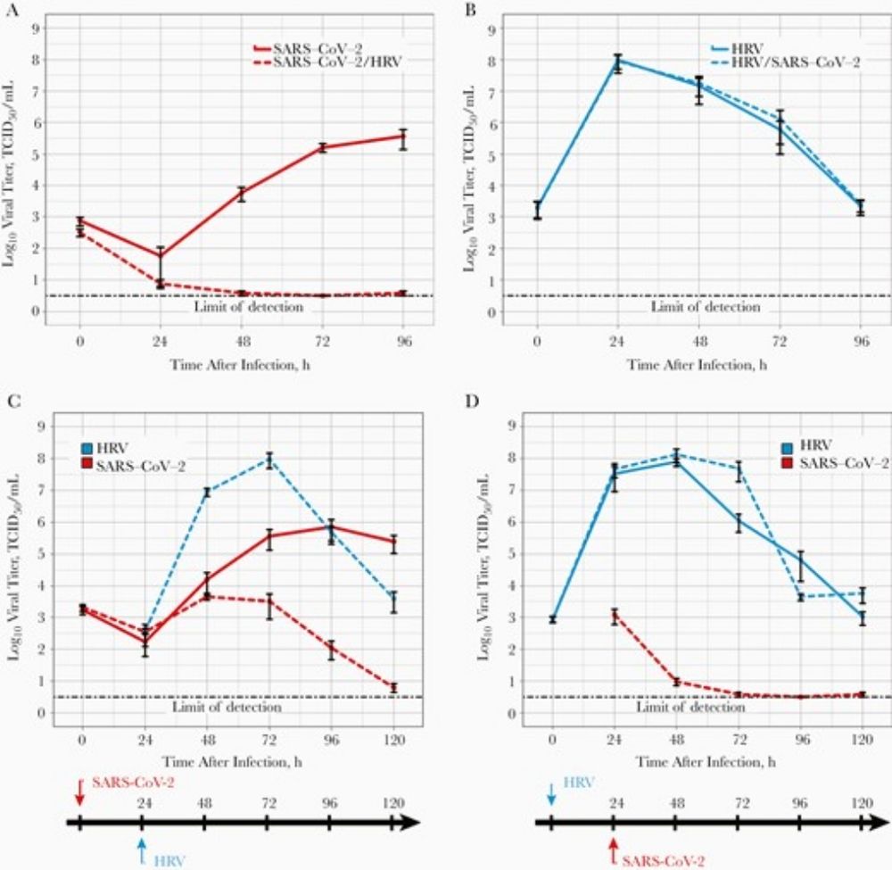 Human rhinovirus triggers an innate immune response that blocks severe acute respiratory syndrome coronavirus 2 replication within human respiratory epithe