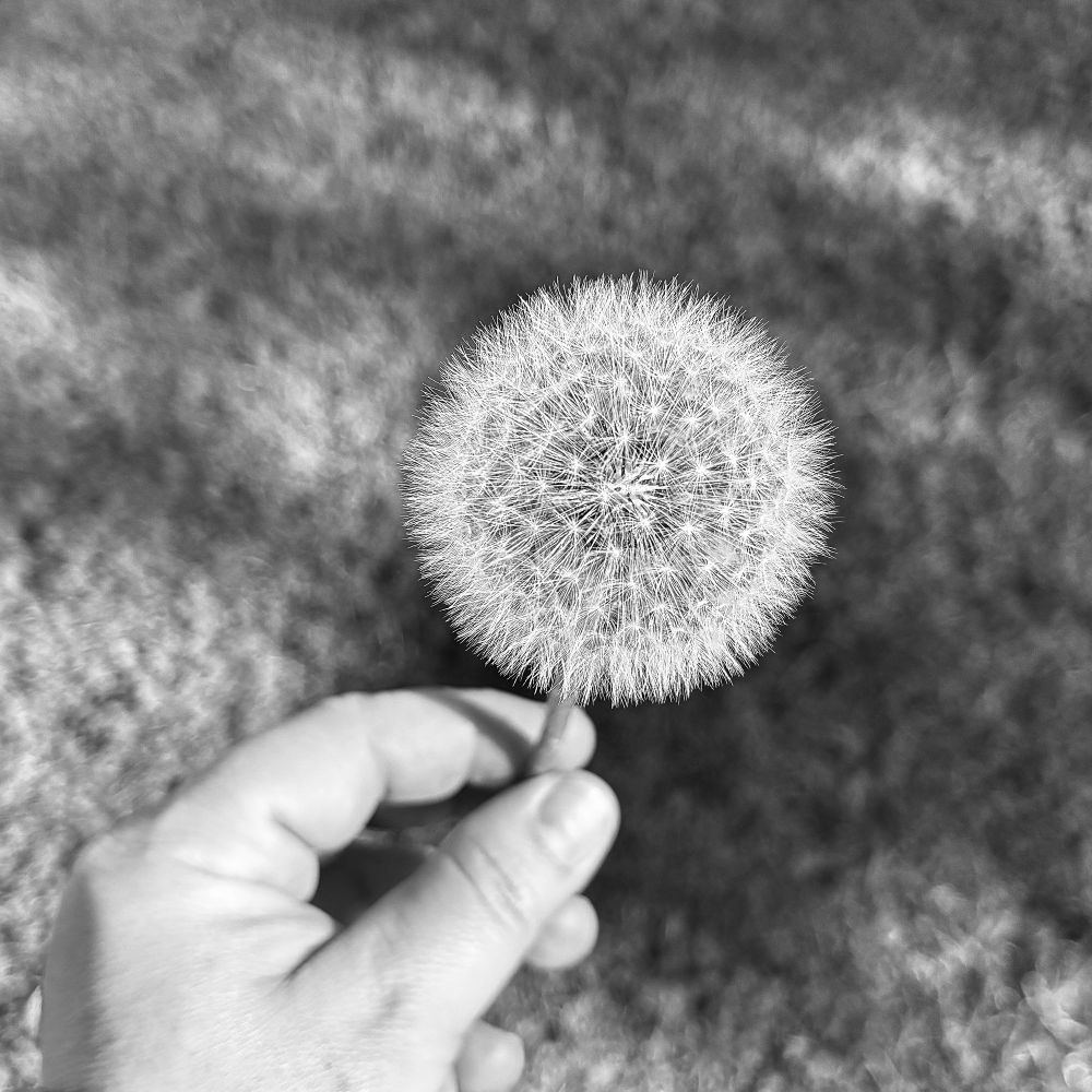 black and white image of a light skinned person holding a dandelion in peak seed stage